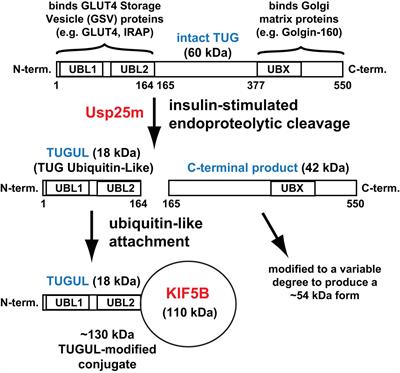 Ubiquitin-like processing of TUG proteins as a mechanism to regulate glucose uptake and energy metabolism in fat and muscle